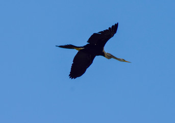 stork in flight