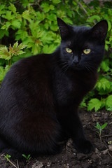 Naklejka na ściany i meble Black cat walking in a spring garden
