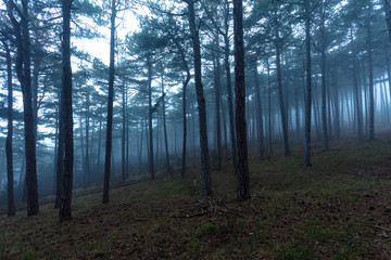 Fototapeta premium misty forest tree