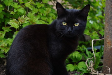 Black cat walking in a spring garden
