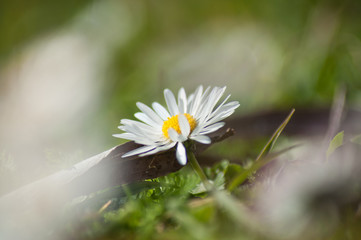 closeup of white daisy in the grass background