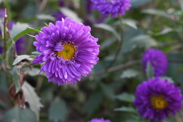 Obraz premium Smile of Flowers