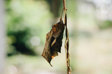  Dry leaf