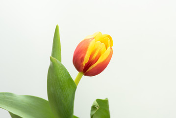 Zweifarbige Tulpe