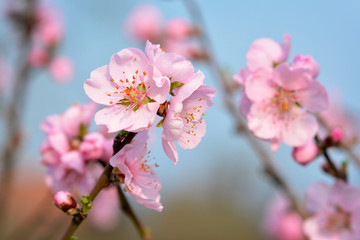 Close up of a beautiful european pink plum blossom flower on tree in early spring on blurry blue background