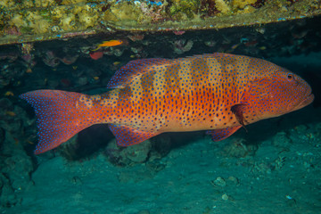 Fish swim in the Red Sea, colorful fish, Eilat Israel