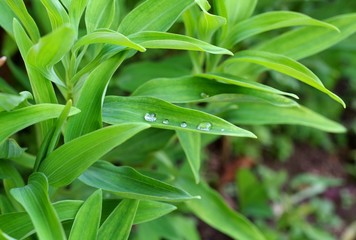葉の上に並んだ水滴