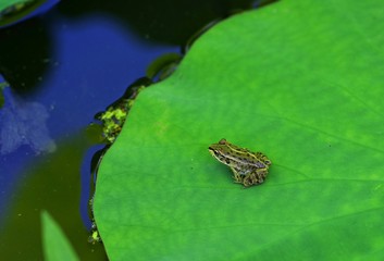 蓮の葉で休むカエル