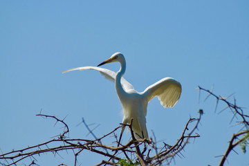great blue heron in flight