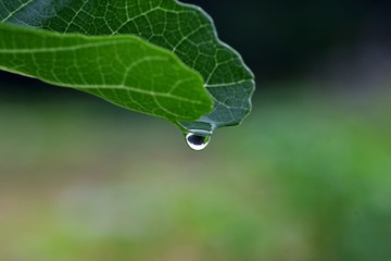 葉から落ちる滴