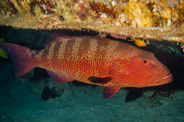 Obraz na płótnie Canvas Fish swim in the Red Sea, colorful fish, Eilat Israel