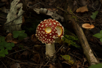 fly agaric in the autumn forest