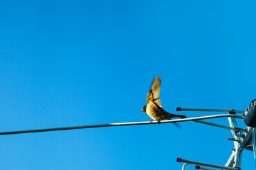 Swallow on the wires