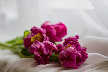 purple tulip flowers are lying on the windowsill against a white blurred curtain