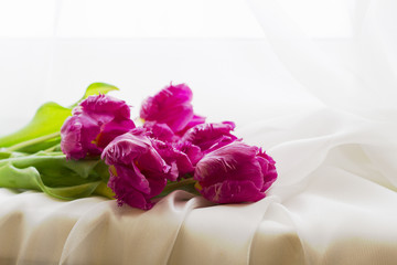 Flowers of purple tulips are lying on the windowsill against the background of white silk curtains