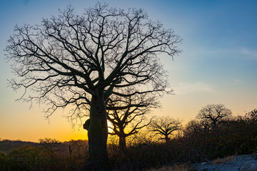 Fototapeta na wymiar Ceibos with its voluminous trunks and twisted branches at sunset