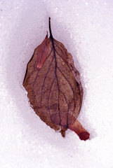 Dry red Cornus mas (Cornelian cherry, European cornel or Cornelian cherry dogwood)   leaf and maple samara seed frozen in ice surface with bubbles, top view