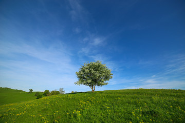 Fototapeta na wymiar Isolated tree on the top of a hill with green grass