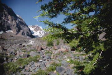 Picturesque Altai mountains in summer. Landscape with a blue sky over the mountain ranges and spruce forest in the Altai.