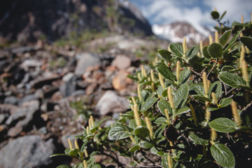 blue fragile mountain flower close-up. On the background of sunlight and mountains