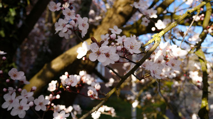 Kirschblüten 1