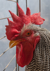 Profile view of the head of a rooster