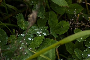 dew on a leaf