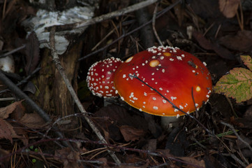 fly agaric in the forest