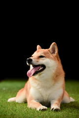 柴犬