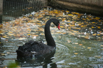 black swan on the lake