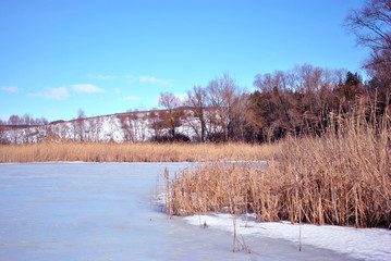 Yellow dry reeds on lake covered with ice bank with willow trees without leaves covered with snow, blue cloudy sky background