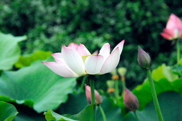 Obraz premium lotus in the lake