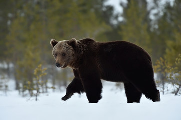 Obraz na płótnie Canvas Brown bear in spring. Bear walking on snow.