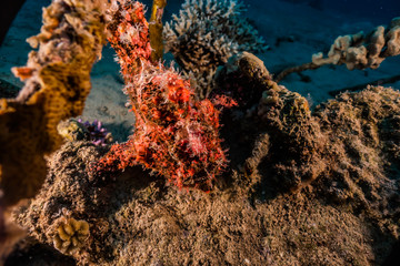 Fototapeta na wymiar Frogfish in the Red Sea Colorful and beautiful, Eilat Israel