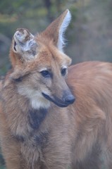 Loup à crinière 001