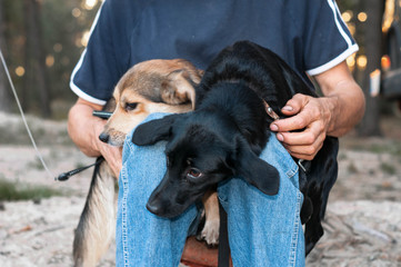 cropped view of man sittting with black and brown dogs snuggling up and pressing to each other in...