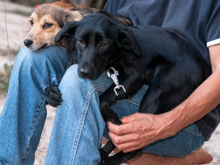 man sittting with two adorable dogs snuggling up to knees