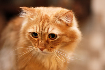 Close up portrait of cute long-haired red siberian cat with impressive look. Animal in our home. Indoors, copy space, blurred background, selective focus.