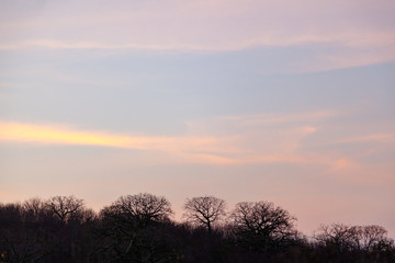 Silhouettes of ceibos with skies at nightfall