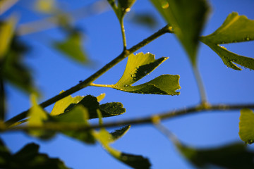 Raindrops close-up on young leaves of Ginkgo Biloba. Abstract nature background, Soft focus