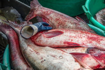 Belgrade, Serbia - Freshwater fish caught in the Danube River showcased for sale at the Zemun fish...
