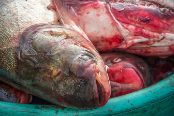 Belgrade, Serbia - Freshwater fish caught in the Danube River showcased for sale at the Zemun fish...