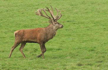 A large stag Red Deer (Cervus elaphus) walking across a field during rutting season.