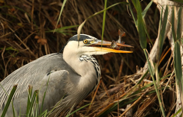 A Grey Heron (Ardea cinerea) eating a fish that it has just caught in the reeds.	