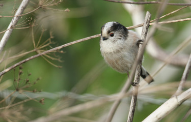 A cute Long-tailed Tit (Aegithalos caudatus) perched on a plant stem. It is hunting for insects to feed on .