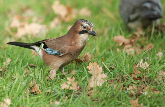 A stunning Jay (Garrulus glandarius) searching in the grass for Acorns that it can store for the winter.	