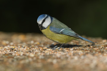A pretty Blue Tit, Cyanistes caeruleus,  perched on a concrete bridge.