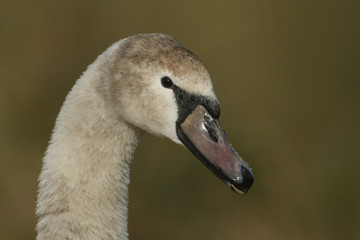 A head shot of a juvenile Mute Swan, Cygnus olor.	