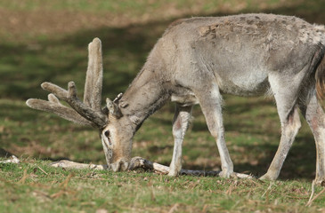 Naklejka na ściany i meble A magnificent stag Milu Deer, also known as Pére David's (Elaphurus davidianus) feeding in a meadow. 