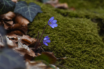 Liverwort, spring blue flowers of Hepatica Nobilis. Herbal medicine, blue flowers healing